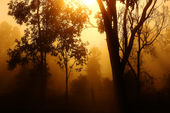 Nature poster background