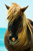 Animals & Objects poster background