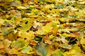 Nature poster background