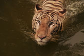Animals & Objects poster background