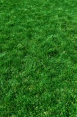 green grass poster background