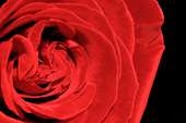 romantic poster background with a large red rose