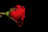 romantic red rose poster background